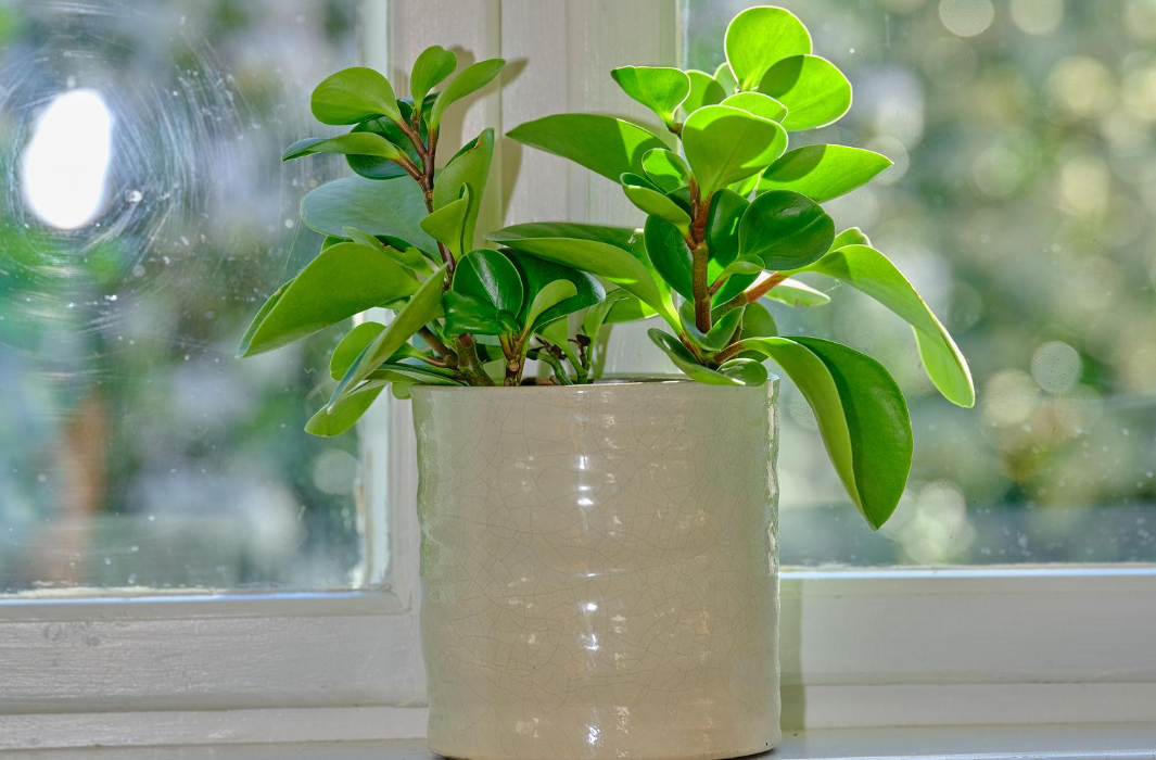 Serving With Wisdom Learning When to Say No Without Guilt